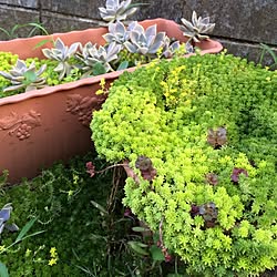 玄関/入り口/植物/多肉植物/カメラマーク気になるのでf^_^;)/増殖中...などのインテリア実例 - 2014-08-07 17:40:23