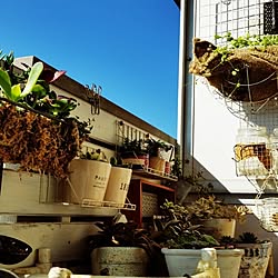 部屋全体/多肉植物/団地/ベランダガーデ二ング/多肉とたわむれたい♪...などのインテリア実例 - 2014-10-18 09:39:48