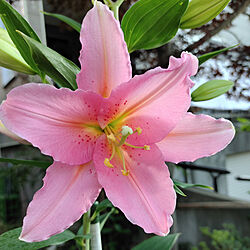 リビング/晴天♪/ピンクの花♪/３年目の庭/鉢植え...などのインテリア実例 - 2022-07-31 06:27:40
