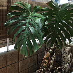 玄関/入り口/モンステラ デリシオーサ 観葉植物のインテリア実例 - 2017-05-07 09:55:45