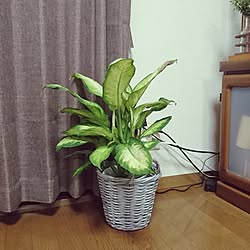 リビング/植物/くつろぎ空間/観葉植物のある部屋のインテリア実例 - 2017-07-18 21:01:09