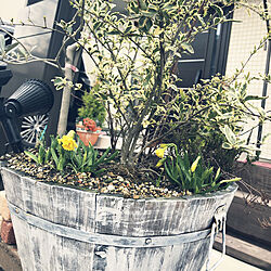 春がやって来る❤/オリーブの鉢にスイセンの花/玄関/入り口/お花のある暮らしのインテリア実例 - 2019-02-28 09:45:27