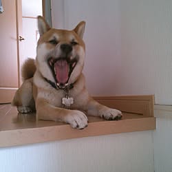 ベッド周り/最近、降りられることが判明したじょ‼️/連投すみません/犬部♪/犬ばかりでスイマセン...などのインテリア実例 - 2015-05-18 21:41:32