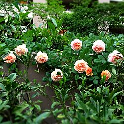 玄関/入り口/庭/薔薇のインテリア実例 - 2015-05-12 18:29:37
