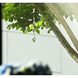 壁/天井/グリーンのある暮らし/紫陽花/窓/トネリコ...などのインテリア実例 - 2017-05-17 21:14:50