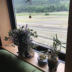リビング/40年前のソファ/しっくいの家/納屋リノベーション/窓からの風景のインテリア実例 - 2018-05-06 13:20:14