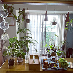グリーンのある暮らし/観葉植物のある暮らし/好きなものに囲まれて暮らす/観葉植物のあるお部屋/観葉植物...などのインテリア実例 - 2022-09-02 09:10:05