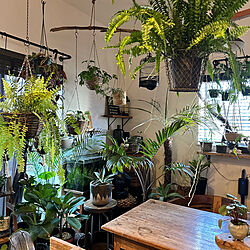 植物を置く台DIY/熱帯植物大好き❤/熱帯植物/雑貨/古材家具...などのインテリア実例 - 2022-10-23 07:49:11