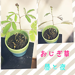 机/おじぎ草/観葉植物/賃貸でも楽しく♪/RCの皆さまに感謝♡...などのインテリア実例 - 2017-09-20 22:11:44