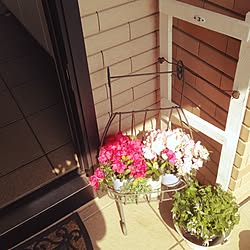 玄関/入り口/観葉植物のインテリア実例 - 2015-04-12 09:22:05