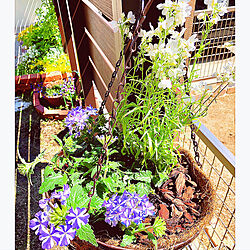 アイストゥインクル/小さなお庭♡/お庭が大好き/お花が♡/寄せ植え...などのインテリア実例 - 2019-05-04 22:51:08