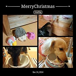ベッド周り/犬部♪/久々の活動/Christmaspresent/ケーキ...などのインテリア実例 - 2014-12-24 20:39:47