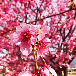 BBQ/お花見/癒し/桜/お花...などのインテリア実例 - 2021-03-09 09:52:33