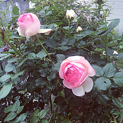 薔薇が好き/花のある暮らし/ガーデン/玄関/入り口のインテリア実例 - 2019-05-09 19:15:32