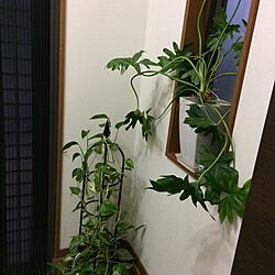 玄関/入り口/シューズボックス/観葉植物のインテリア実例 - 2017-01-15 07:16:59