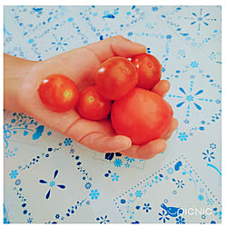 キッチン/ミニトマト/大きいトマト/次男君が収穫/見てくれてありがとう♡...などのインテリア実例 - 2022-07-07 19:49:51