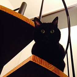 リビング/黒くて見えない黒猫/色加工無し/黒猫と暮らす/階段のインテリア実例 - 2017-07-15 21:44:10