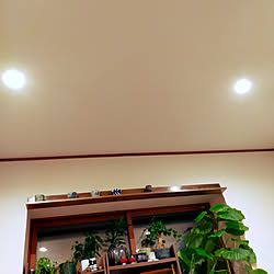 壁/天井/リノベーション/観葉植物のインテリア実例 - 2021-12-28 08:44:49