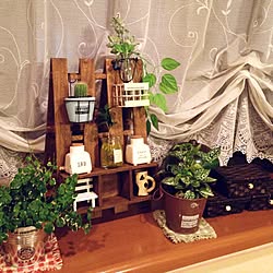 リビング/サボテン/スノコDIY/DIY/観葉植物...などのインテリア実例 - 2015-06-24 20:54:29