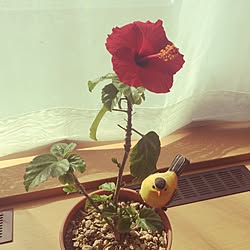 棚/植物/カメラマークいっぱい/インテリアじゃなくてすみません/現実逃避中...などのインテリア実例 - 2016-09-22 17:26:13