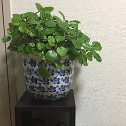 棚/NO GREEN NO LIFE/GREEN FINGERS/GREEN LIFE/greenのインテリア実例 - 2019-04-03 00:40:09