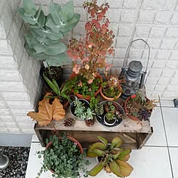 玄関/入り口/植物/サボテン/飾り棚/観葉植物...などのインテリア実例 - 2015-11-09 09:15:13