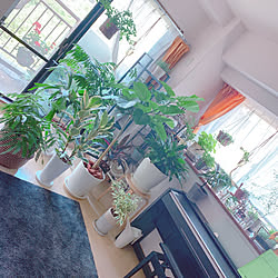 観葉植物大好き❤︎/ピアノのある部屋/ピアノ/グリーンのある暮らし/観葉植物のある暮らし...などのインテリア実例 - 2020-07-20 08:04:16