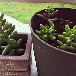 棚/多肉植物/植物/ドライフラワー/好きな花♪...などのインテリア実例 - 2017-06-28 12:41:25