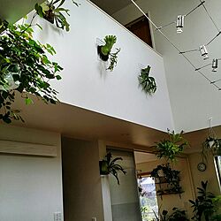 壁/天井/観葉植物/植物/NO GREEN NO LIFEのインテリア実例 - 2016-11-10 09:50:52