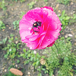 玄関/入り口/畑/畑の花/花咲きました/地植え...などのインテリア実例 - 2019-05-05 16:48:47