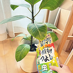 観葉植物/いろいろな植物つよし/アースガーデン/害虫対策/植物のある暮らし...などのインテリア実例 - 2023-05-27 14:35:13