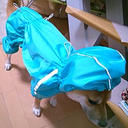 リビング/濡れた犬はモンスターズインクの香水/固まる/微動だにしない/雨なんか嫌いだレインコートはもっと嫌い...などのインテリア実例 - 2015-03-01 18:55:18