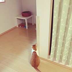 リビング/爪とぎ/猫ちゃんのインテリア実例 - 2016-02-07 18:25:30