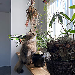 観葉植物/猫との暮らし/植物と猫/植物まみれ/猫...などのインテリア実例 - 2020-03-29 07:35:46