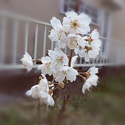 玄関/入り口/花のある暮らしのインテリア実例 - 2017-03-15 16:35:43