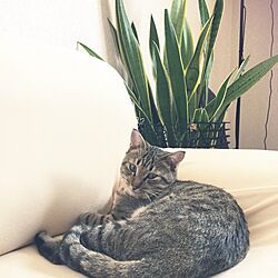 リビング/観葉植物/猫/IKEAのインテリア実例 - 2017-05-02 13:47:38