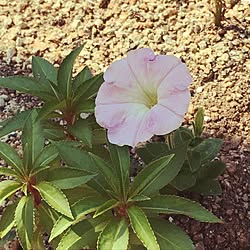 玄関/入り口/花のある生活/花壇 手作り/観葉植物/いいね！ありがとうございます◡̈♥︎のインテリア実例 - 2017-07-09 08:57:14