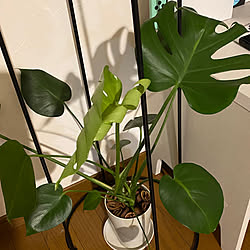 葉っぱ/観葉植物のある暮らし/モンステラ/植物/みどりのある暮らし...などのインテリア実例 - 2023-07-01 01:01:59