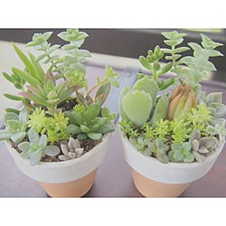 机/イベント用/NO GREEN NO LIFE/多肉植物のインテリア実例 - 2015-08-22 20:08:46