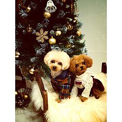 リビング/クリスマスツリー/IKEA/愛犬/ペイント...などのインテリア実例 - 2015-03-10 00:29:06