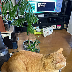 エバーフレッシュ/猫と暮らすマンション/観葉植物のある暮らし/猫が好き❤︎/ねこと暮らす...などのインテリア実例 - 2022-05-15 20:59:45