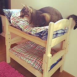 ベッド周り/ミック（♀）/猫です。/ちょっとしたdiy/IKEAのインテリア実例 - 2015-04-25 23:13:40