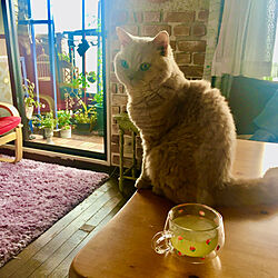 リビング/緑茶でひと息♡/癒し/いつもありがとう♡♡/猫と日常♡...などのインテリア実例 - 2024-02-15 11:11:28