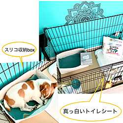 ステッカー/スリコ購入品/トイレシート/ティファニーブルーのアクセントクロス/ケージがあるお部屋...などのインテリア実例 - 2022-06-19 14:59:42