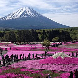 うちじゃなくてごめんなさい/サクラソウ/お花のある生活❁/富士山のインテリア実例 - 2014-05-19 21:36:28