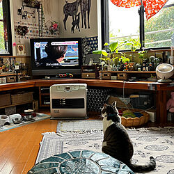 テレビを見る猫/朝の猫/猫のいる部屋/猫のいる風景/猫のいる暮らし...などのインテリア実例 - 2023-04-06 08:01:51