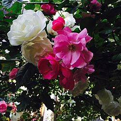 玄関/入り口/アンジェラ/薔薇が好き/パーゴラ/つるバラ...などのインテリア実例 - 2016-01-24 14:02:31