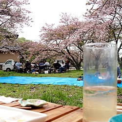 玄関/入り口/花見/桜のインテリア実例 - 2016-04-12 15:23:25