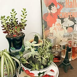 初めての投稿強化月間！/植物/100均リメイク/塗り壁/ボタニカル...などのインテリア実例 - 2017-04-29 10:46:00