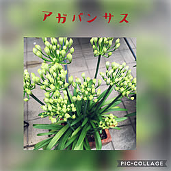 花のある風景/開花が楽しみ♡/蕾が可愛い/テラスを彩る花/鉢植え...などのインテリア実例 - 2022-06-18 11:55:06